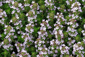 Тимьян обыкновенный  (Thymus vulgaris)