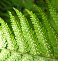 Папоротник мужской (Щитовник) (Dryopteris)