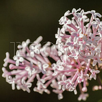 Сирень Мейера 'Палибин' (Syringa meyeri 'Palibin')