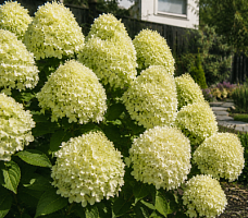 Гортензия метельчатая 'Гарденлайт Вайтлайт' (Hydrangea paniculata 'Gardenlight Whitelight')