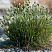 sesleriya-golubaya-sesleria-caerulea-socvetie.jpg