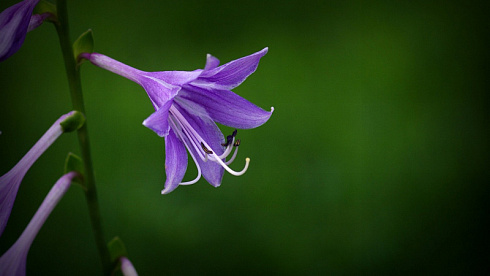 Purple_Hosta-2016_Flowers_Macro_HD_Wallpaper_1366x768