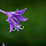 Purple_Hosta-2016_Flowers_Macro_HD_Wallpaper_1366x768