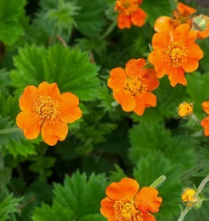 Гравилат шарлаховый 'Кой' (Geum coccineum 'Koi')