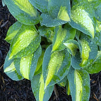 Хоста 'Чайн Лайтнин' (Hosta 'Chain Lightning')