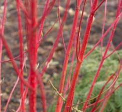 Дерен белый 'Батон Руж' (Cornus alba 'Baton Rouge')
