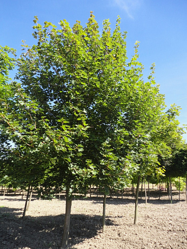 klen-ostrolistnyj-acer-platanoides-gruppa-derevev
