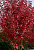 Клен красный 'Брендивайн' (Acer rubrum 'Brandywine')