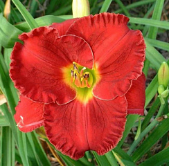 Лилейник 'Силоам Ред Той' (Hemerocallis 'Siloam Red Toy')