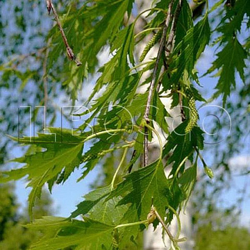 bereza-povislaya-krispa-betula-pendula-crispa-list