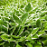 hosta-frans-hosta-francee-listya.jpg