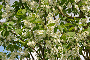 Черемуха обыкновенная 'Альберти' (Prunus padus Albertii)