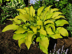 Хоста 'Сан Пауэр' (Hosta 'Sun Power')