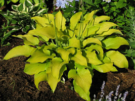 Хоста 'Сан Пауэр' (Hosta 'Sun Power')