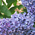 Сирень обыкновенная 'Партизанка' (Syringa vulgaris 'Партизанка')