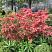beresklet-krylatyj-kompaktus-euonymus-alatus-compactus-kust.jpg