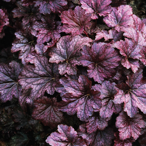 Гейхера мелкоцветковая 'Palace Purple' (Heuchera micrantha 'Palace Purple')