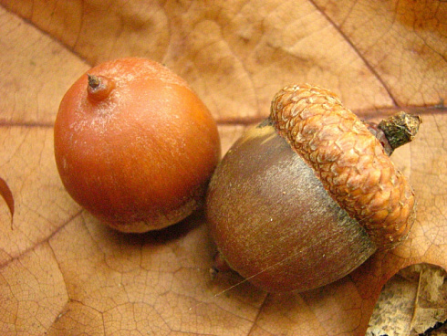 dub-krasnyj-quercus-rubra-zhelud