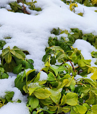 Пахизандра верхушечная (Pachysandra terminalis)