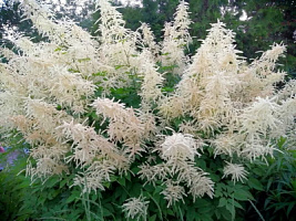 Волжанка обыкновенная (Aruncus dioicus)