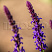 shalfej-dubravnyj-karadonna-salvia-nemorosa-caradonna-socvetie.jpg