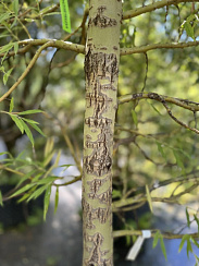 Ива 'Памяти Шабурова' (Salix 'Pamyati Shaburova')