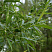 iva-lomkaya-bulata-salix-fragilis-bullata-list