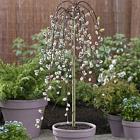 Ива козья 'Килмарнок' (Salix 'Kilmarnock')