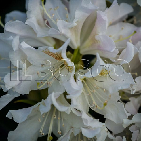 rododendron-kanningems-uajt-rhododendron-cunningham-s-white-cvetok.jpg