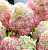 Гортензия метельчатая 'Саммер Лав' (Hydrangea paniculata 'Summer Love')
