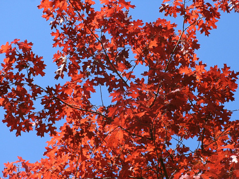 dub-krasnyj-quercus-rubra-krona