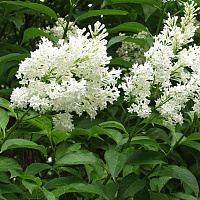 Сирень венгерская 'Холгер' (Syringa josikaea 'Holger')