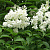 Сирень венгерская 'Холгер' (Syringa josikaea 'Holger')