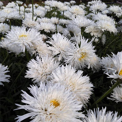romashka-nivyanik-aglaya-leucanthemum-superbum-aglaia-cvetenie-s-iyunya