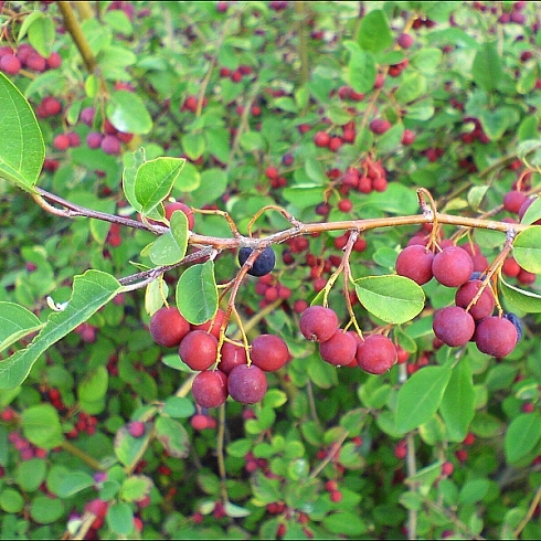 irga-lamarka-amelanchier-lamarkii-plody.jpg