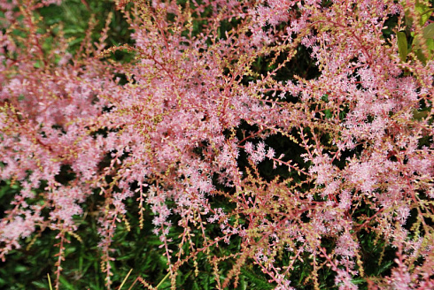 Астильба простолистная 'Спрайт' (Astilbe simplicifolia 'Sprite')