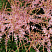 Астильба простолистная 'Спрайт' (Astilbe simplicifolia 'Sprite')