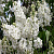 Сирень обыкновенная 'Мадам Лемуан' (Syringa vulgaris 'Madame Lemoine')