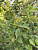 Чубушник 'Лунный свет' (Philadelphus coronarius 'Lunnyi svet')