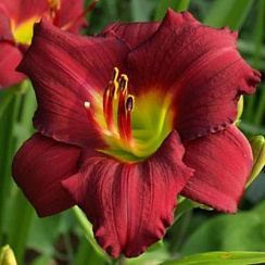Лилейник 'Пардон Ми' (Hemerocallis 'Pardon Me')