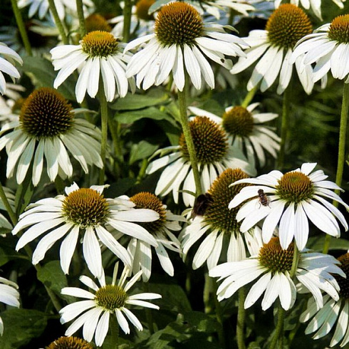 ehkhinaceya-purpurnaya-vajt-svan-echinacea-purpurea-white-swan-cvety.jpg