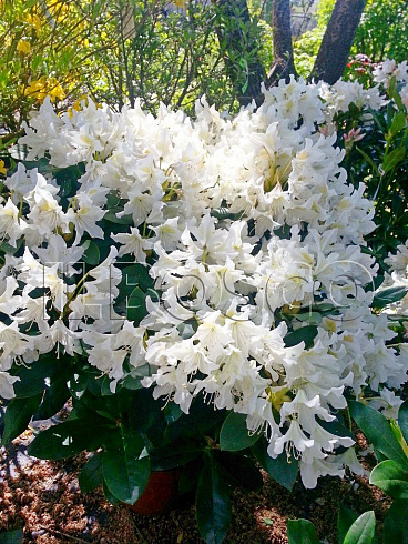 rododendron-kanningems-uajt-rhododendron-cunningham-s-white-sazhenec.jpg