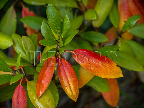 rododendron-rozeum-ehlegans-rhododendron-roseum-elegans-osennij-okras-lista.jpg
