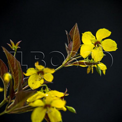 Вербейник реснитчатый 'Файркрекер' (Lysimachia ciliata 'Firecracker')
