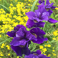 Ирис сибирский в сортах (Iris sibirica в сортах)