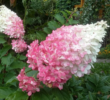 Гортензия метельчатая 'Ангел Блаш' (Hydrangea paniculata 'Angels Blush')