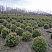 samshit-vechnozelyonyj-buxus-sempervirens-sazhency.jpg