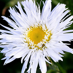 Нивяник 'Аглая' (Leucanthemum 'Aglaia)