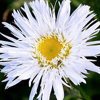 Нивяник 'Аглая' (Leucanthemum 'Aglaia)
