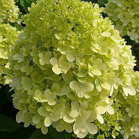 Гортензия метельчатая 'Лаймлайт' (Hydrangea paniculata 'Limelight')